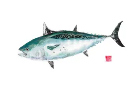 22 x 17 False Albacore Gyotaku Archival Print