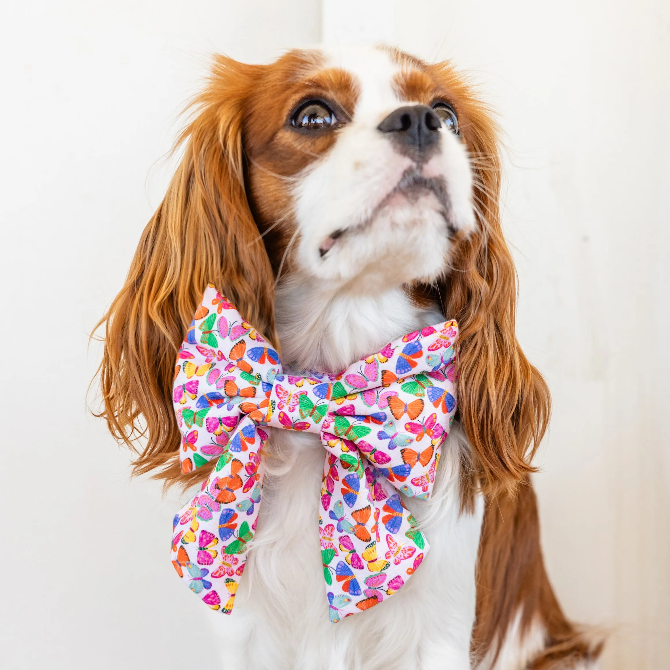 Bright Butterflies Lady Dog Bow