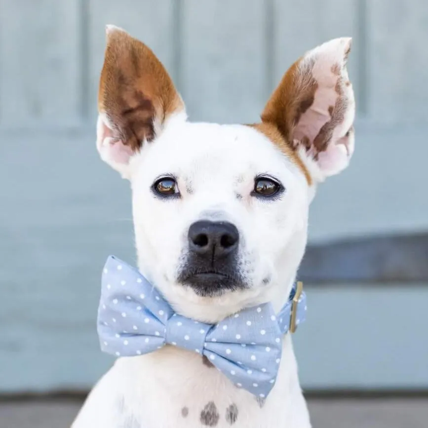 Chambray Dots Dog Bow Tie