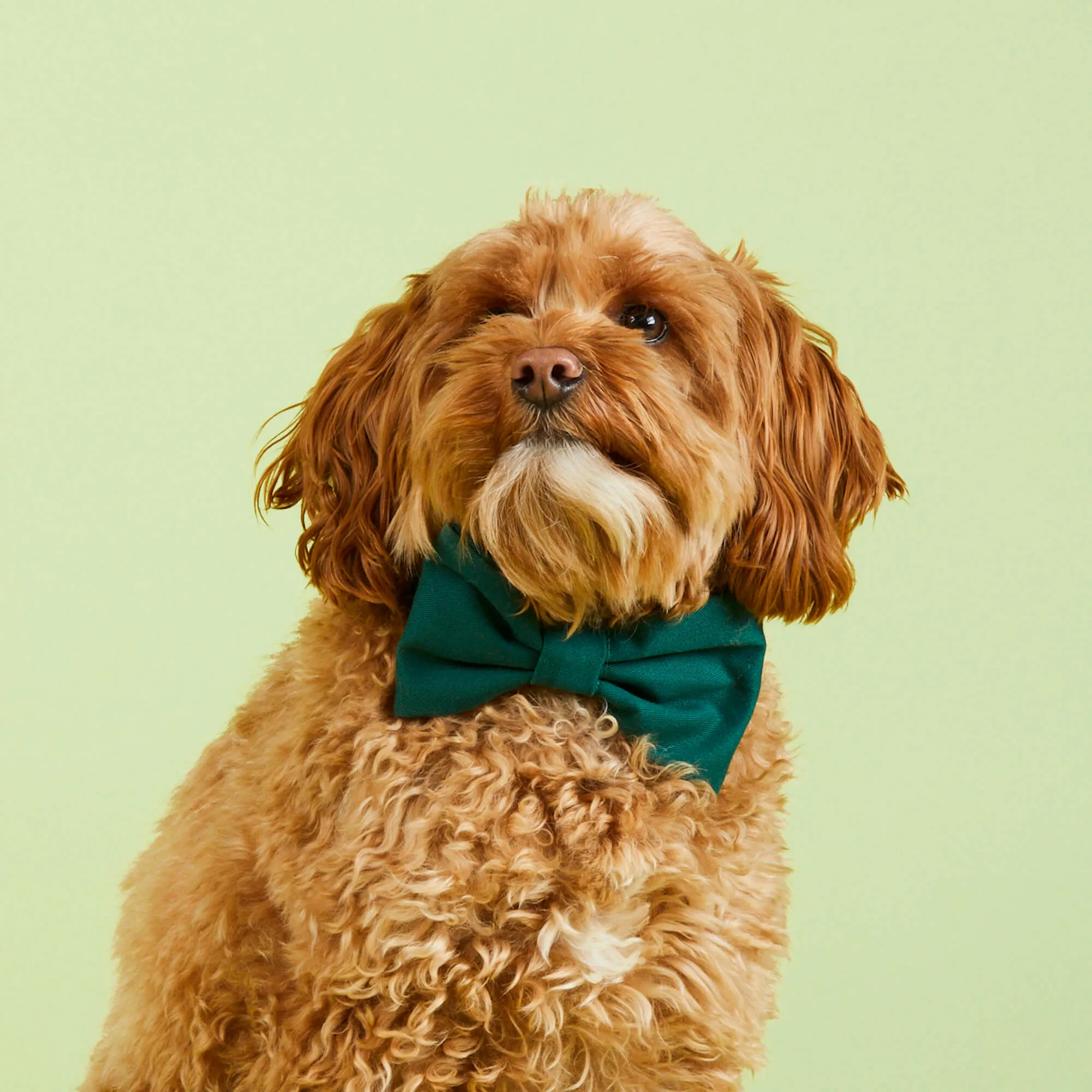 Evergreen Dog Bow Tie