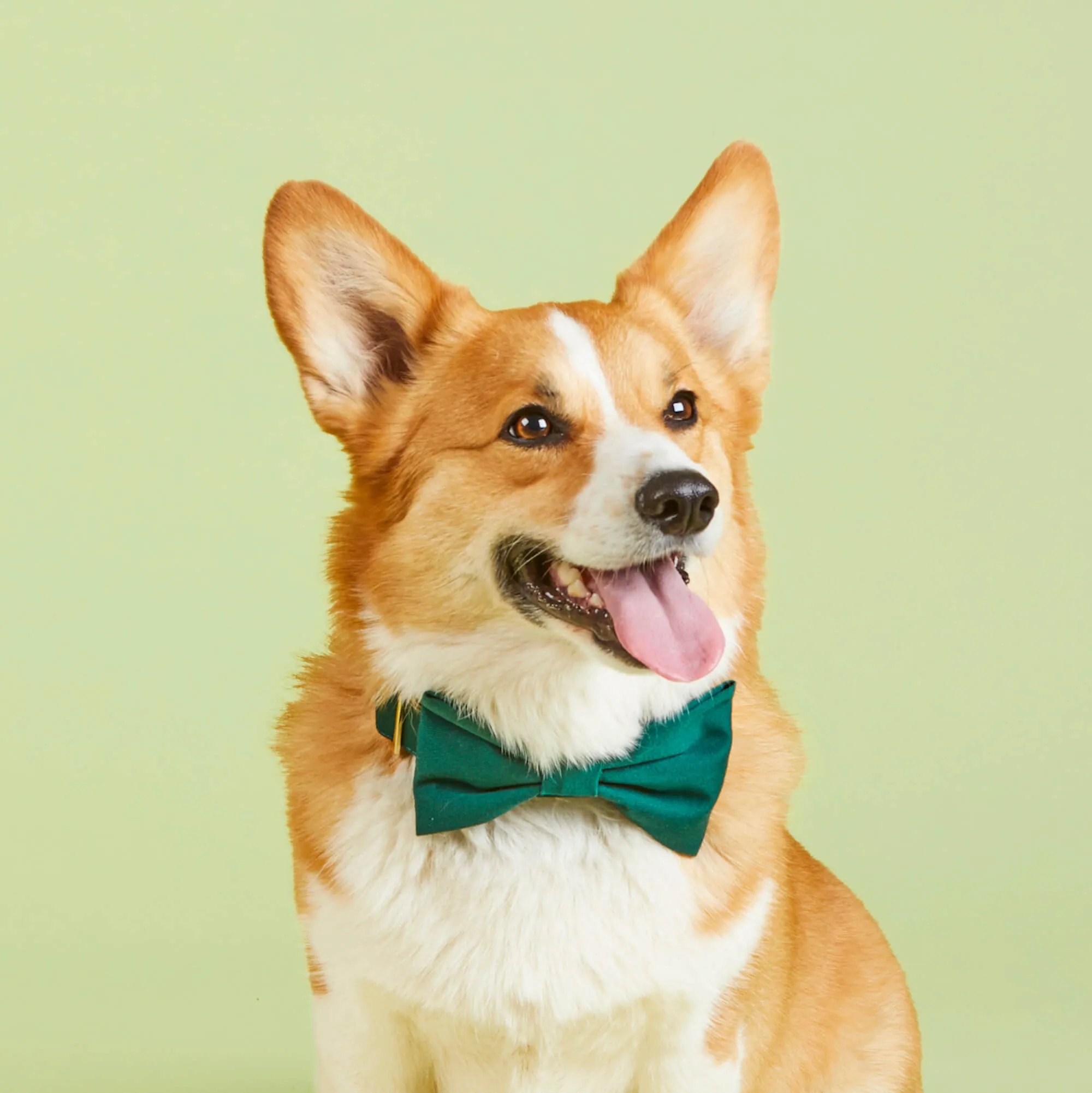 Evergreen Dog Bow Tie