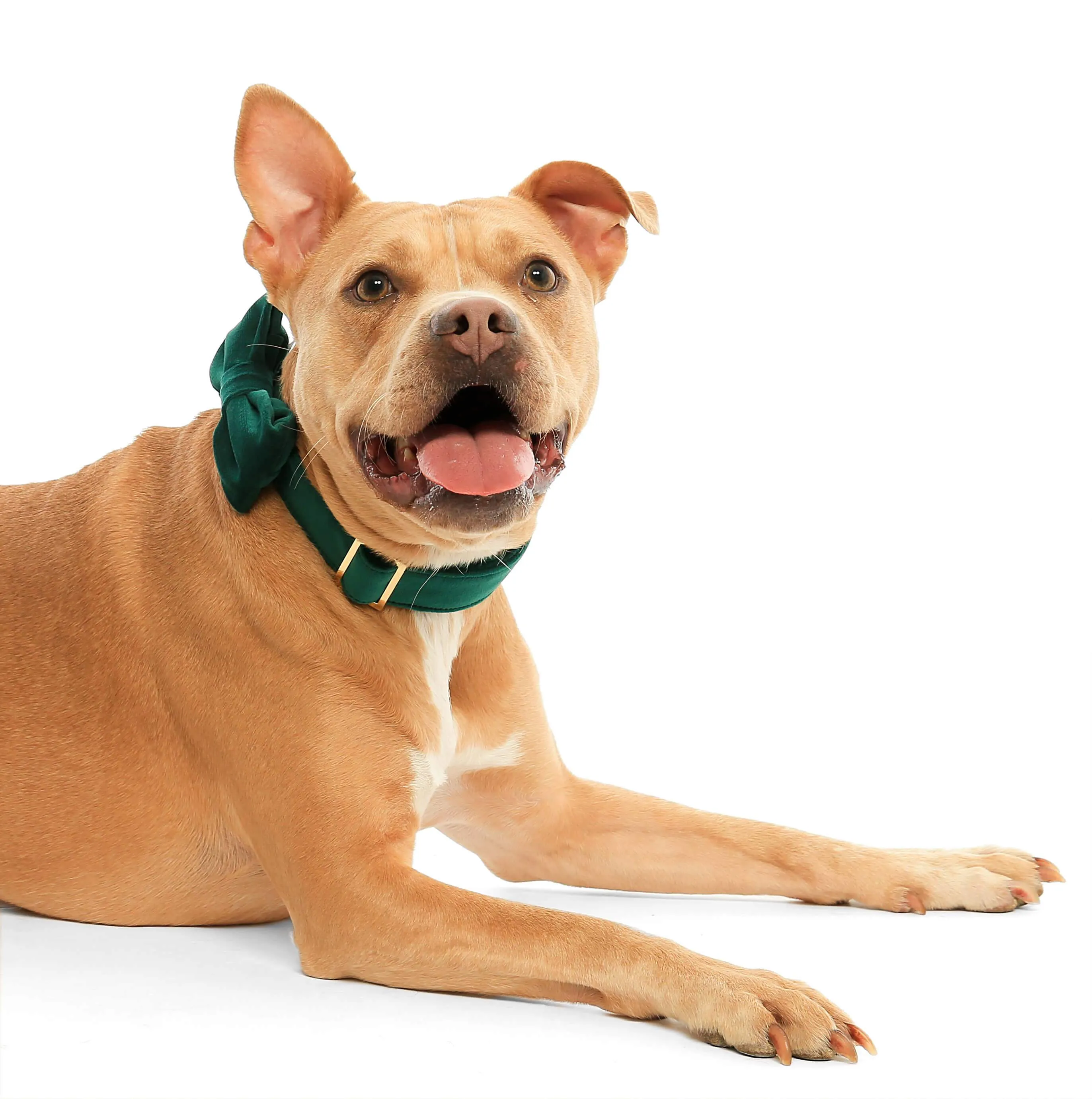 Forest Green Velvet Bow Tie Collar