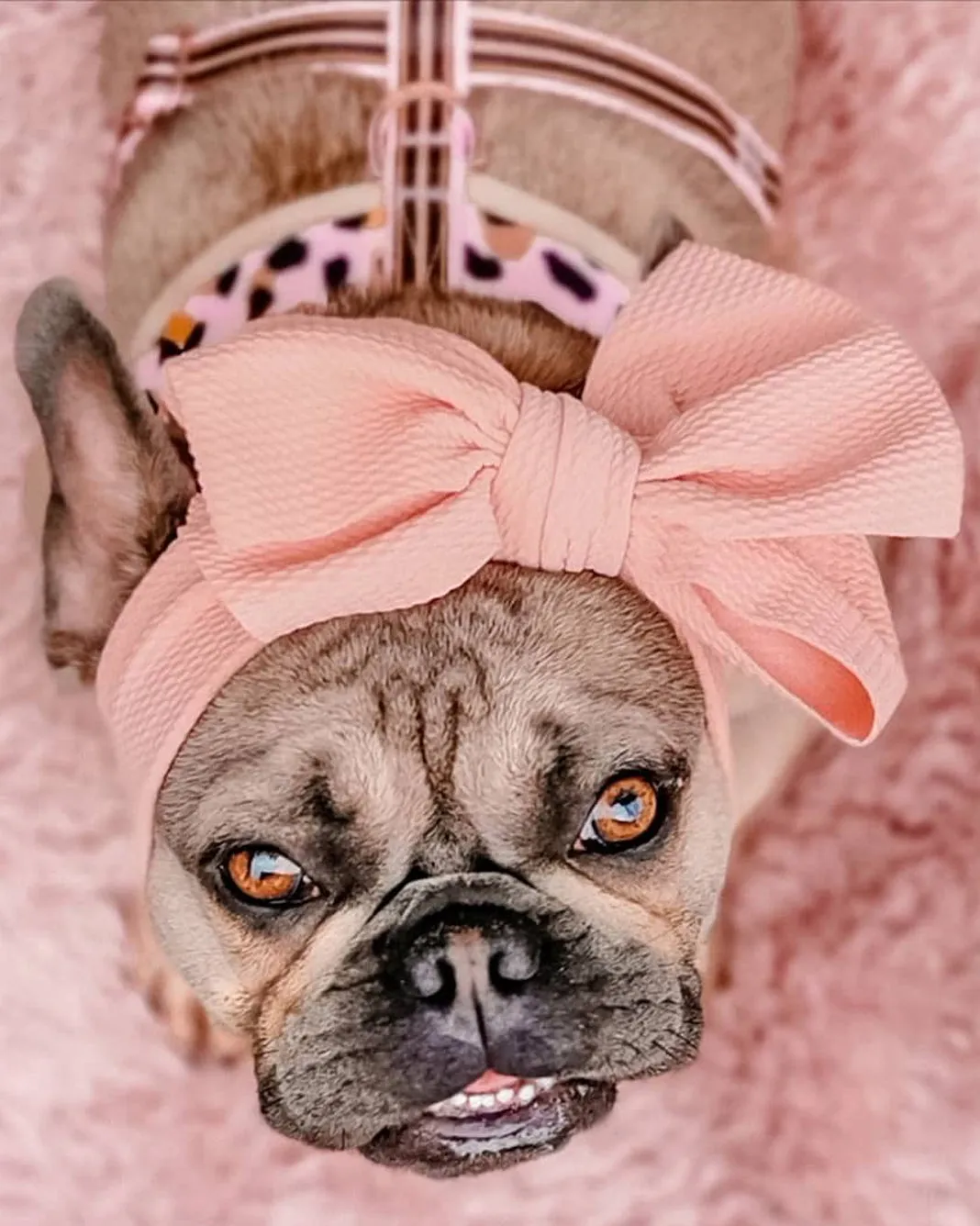 Frenchiestore Pet Head Bow | Tan