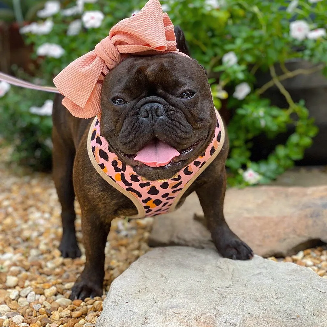 Frenchiestore Pet Head Bow | Tan