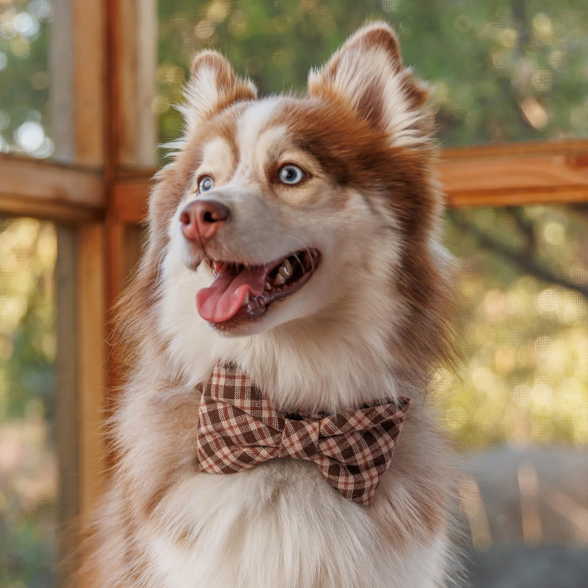 Heather Taylor Home x TFD Hudson Plaid Dog Bow Tie