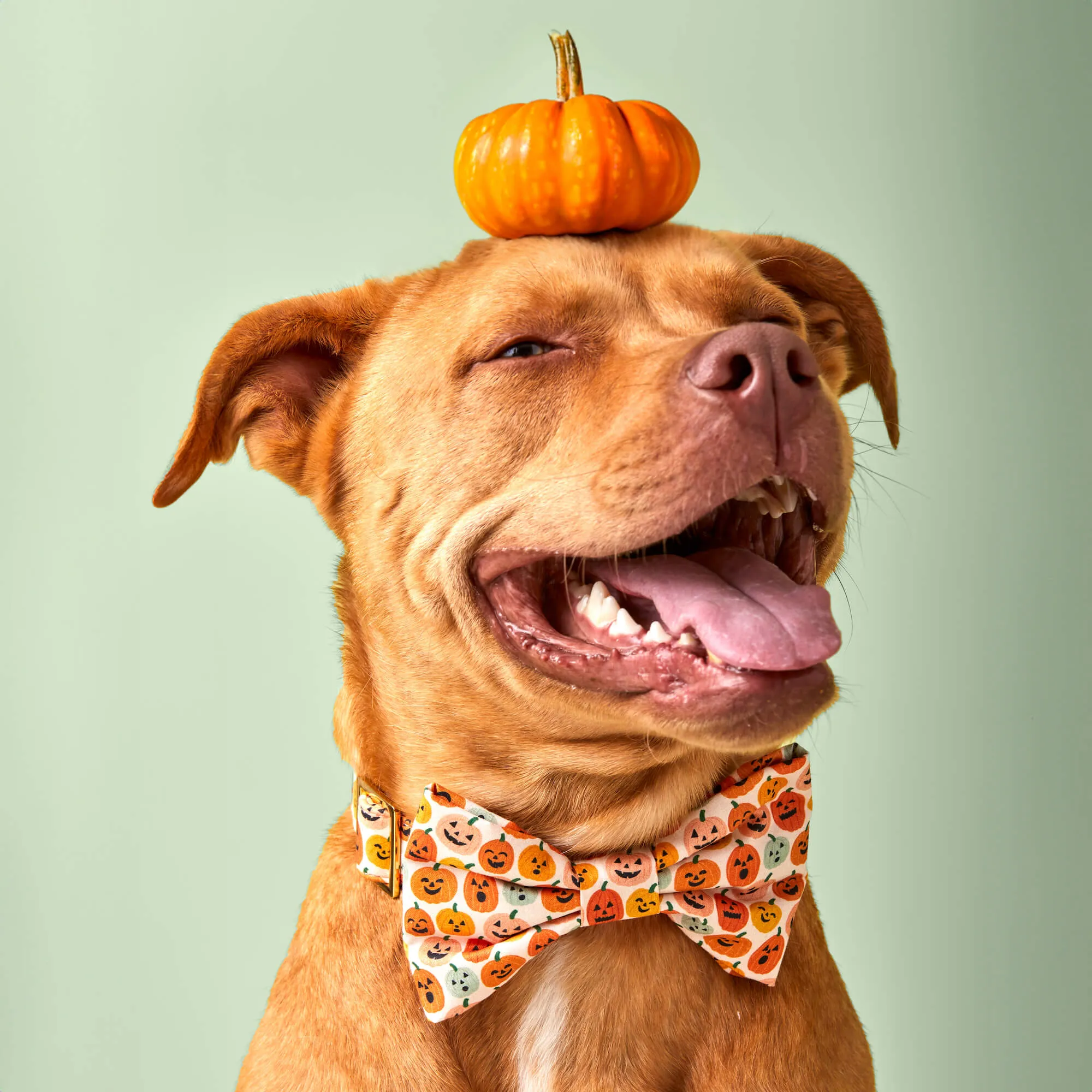 Jack-o’-Lanterns Dog Bow Tie