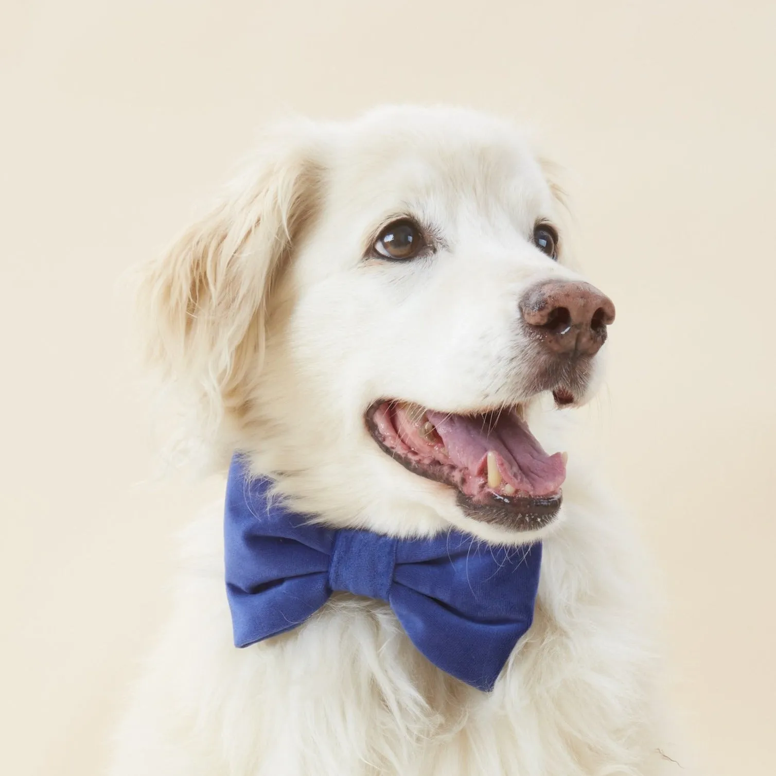 Navy Velvet Bow Tie Collar