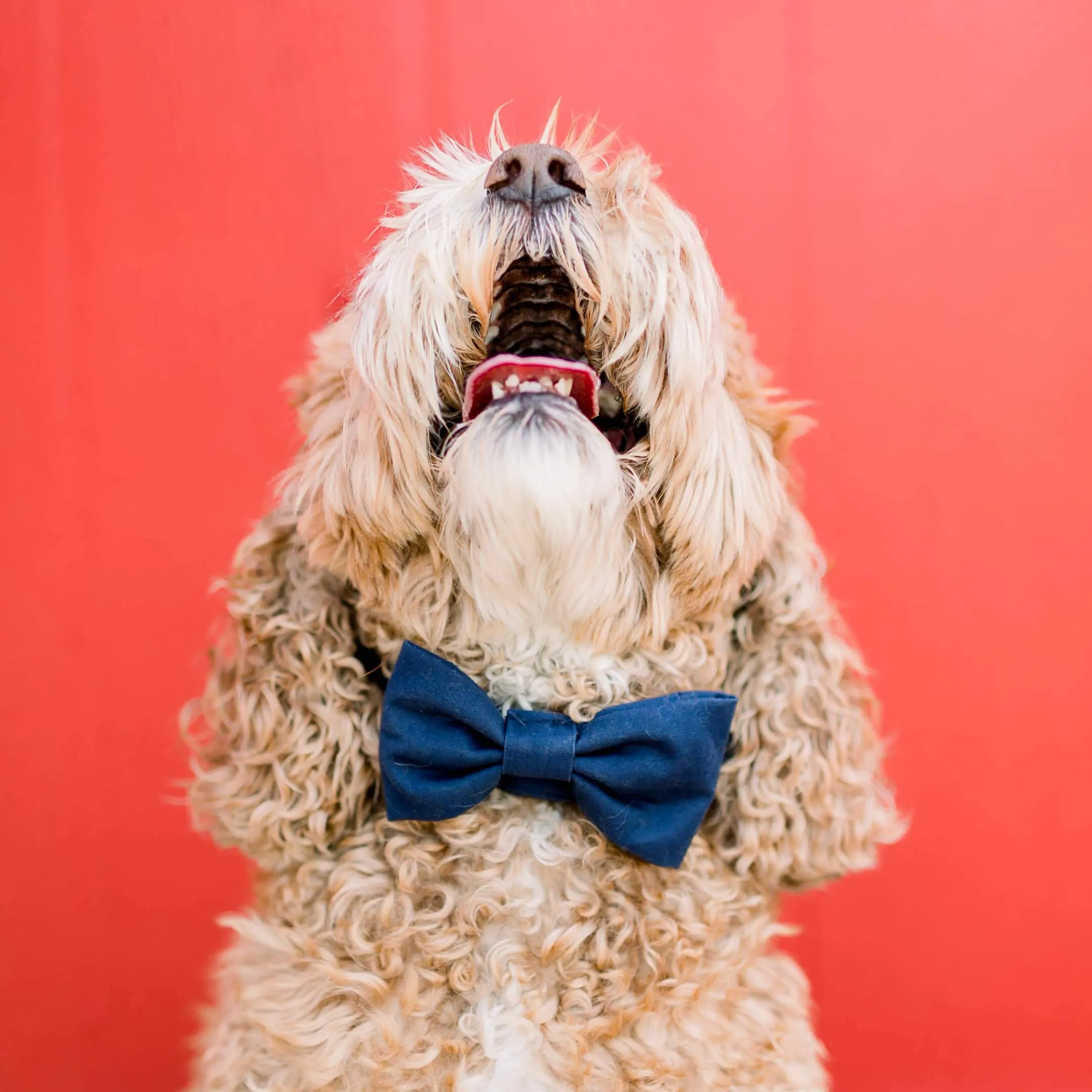 Ocean Dog Bow Tie