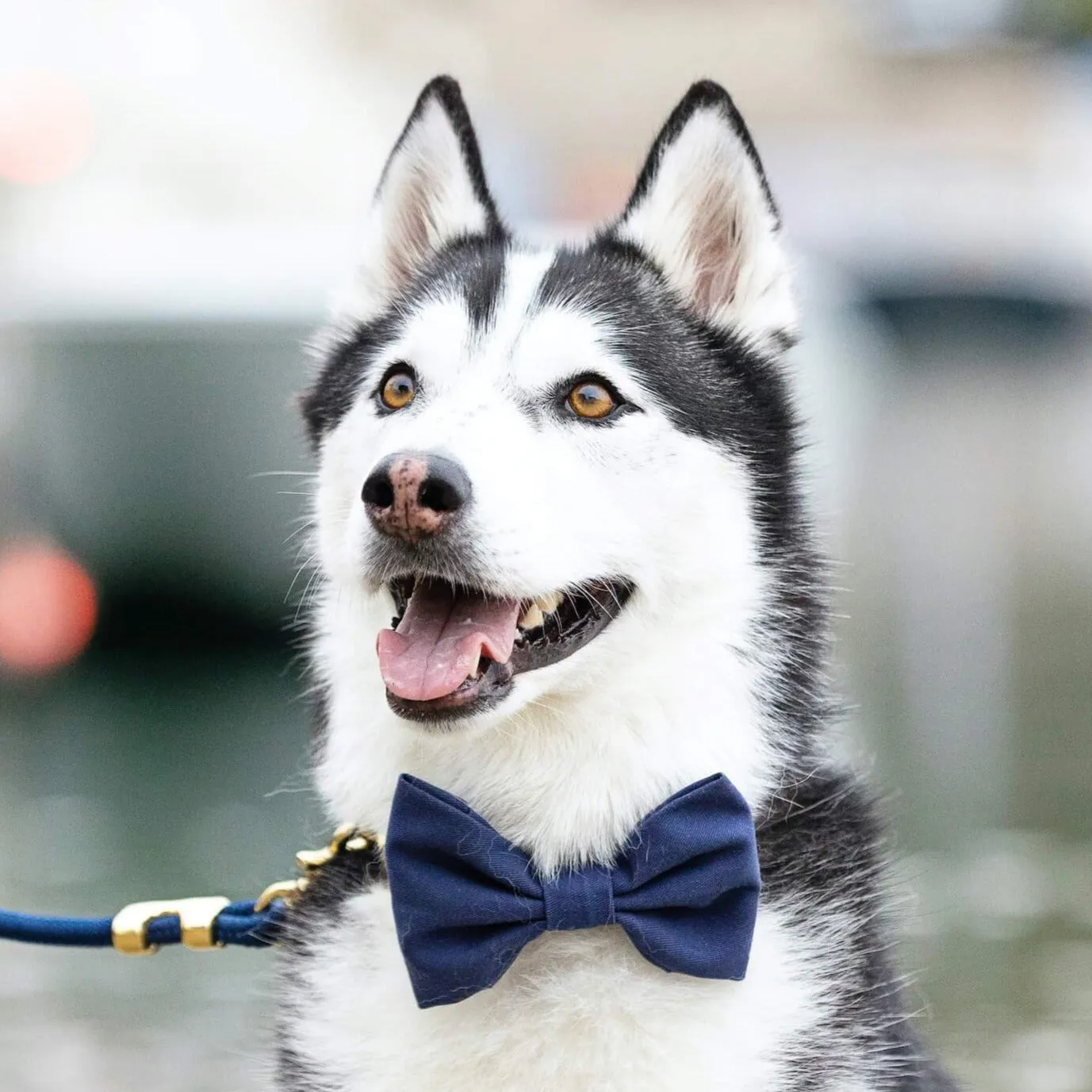 Ocean Dog Bow Tie