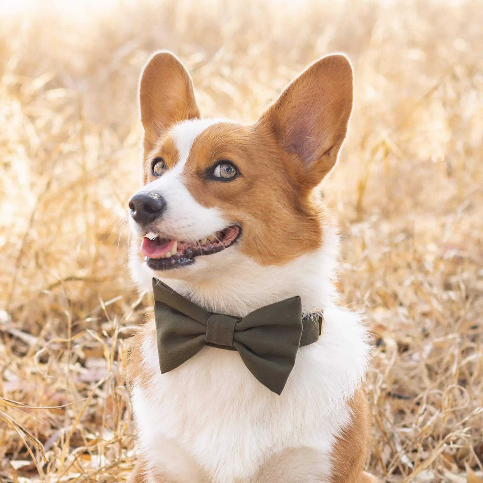 Olive Dog Bow Tie