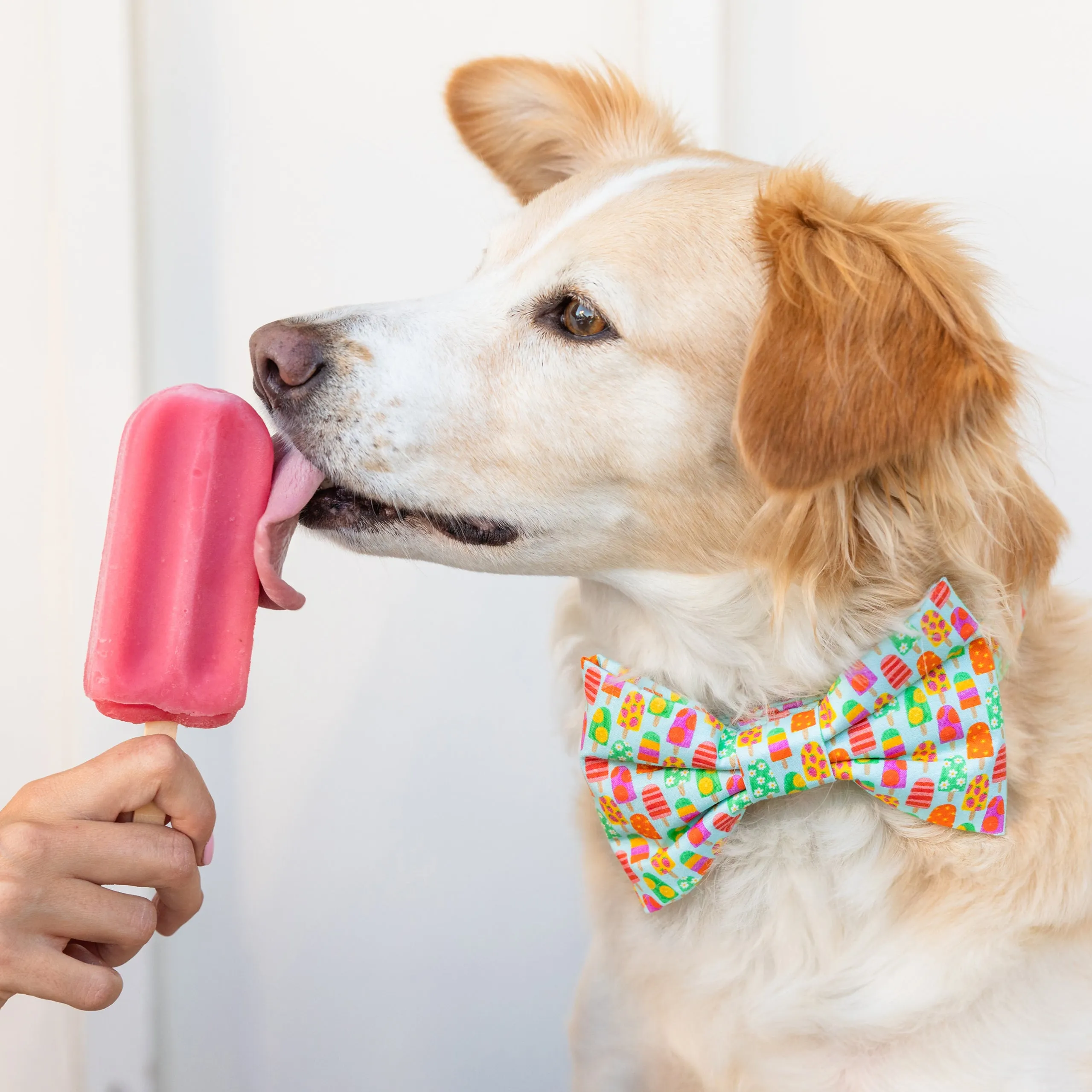 Pup-sicle Bow Tie Collar