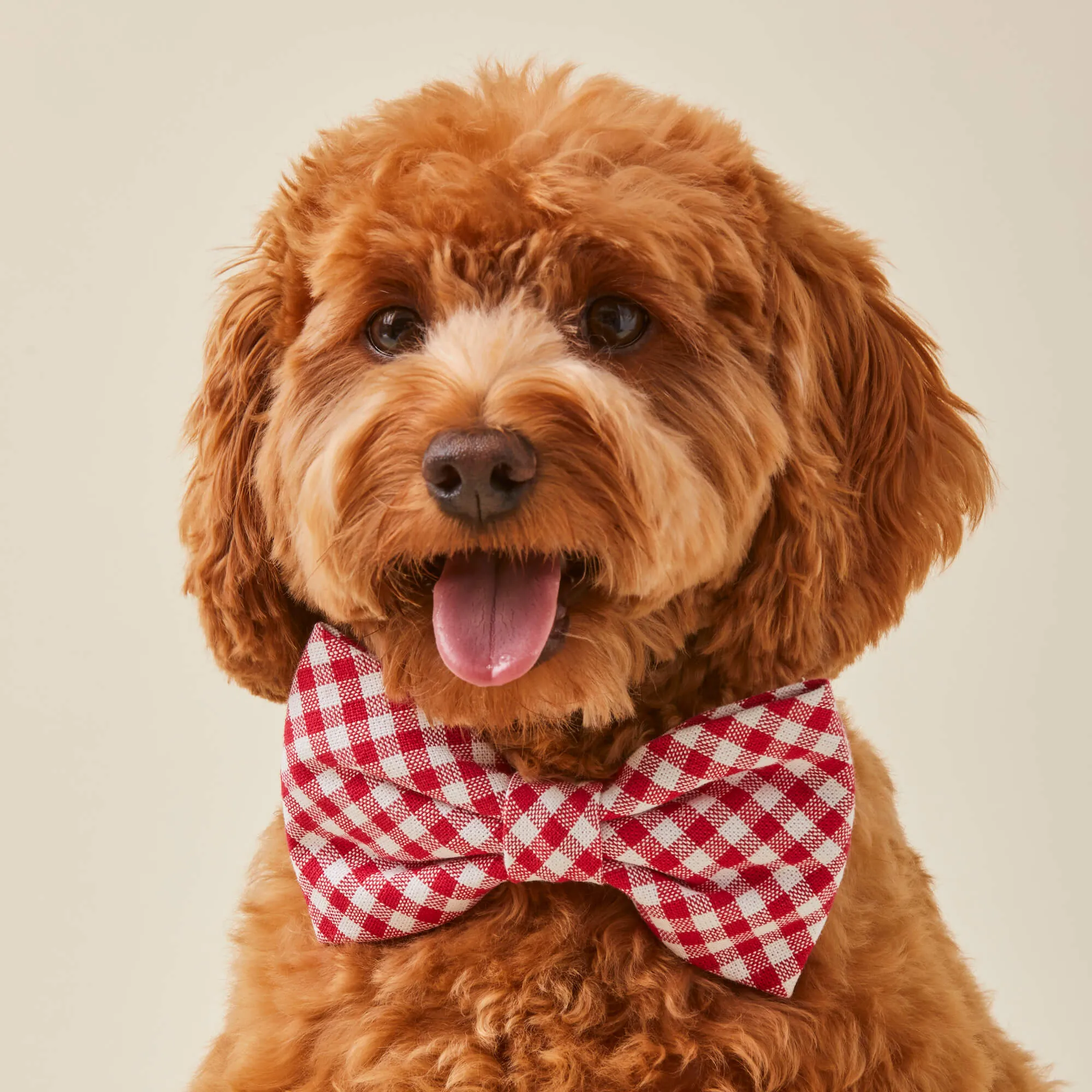 Red Gingham Bow Tie Collar