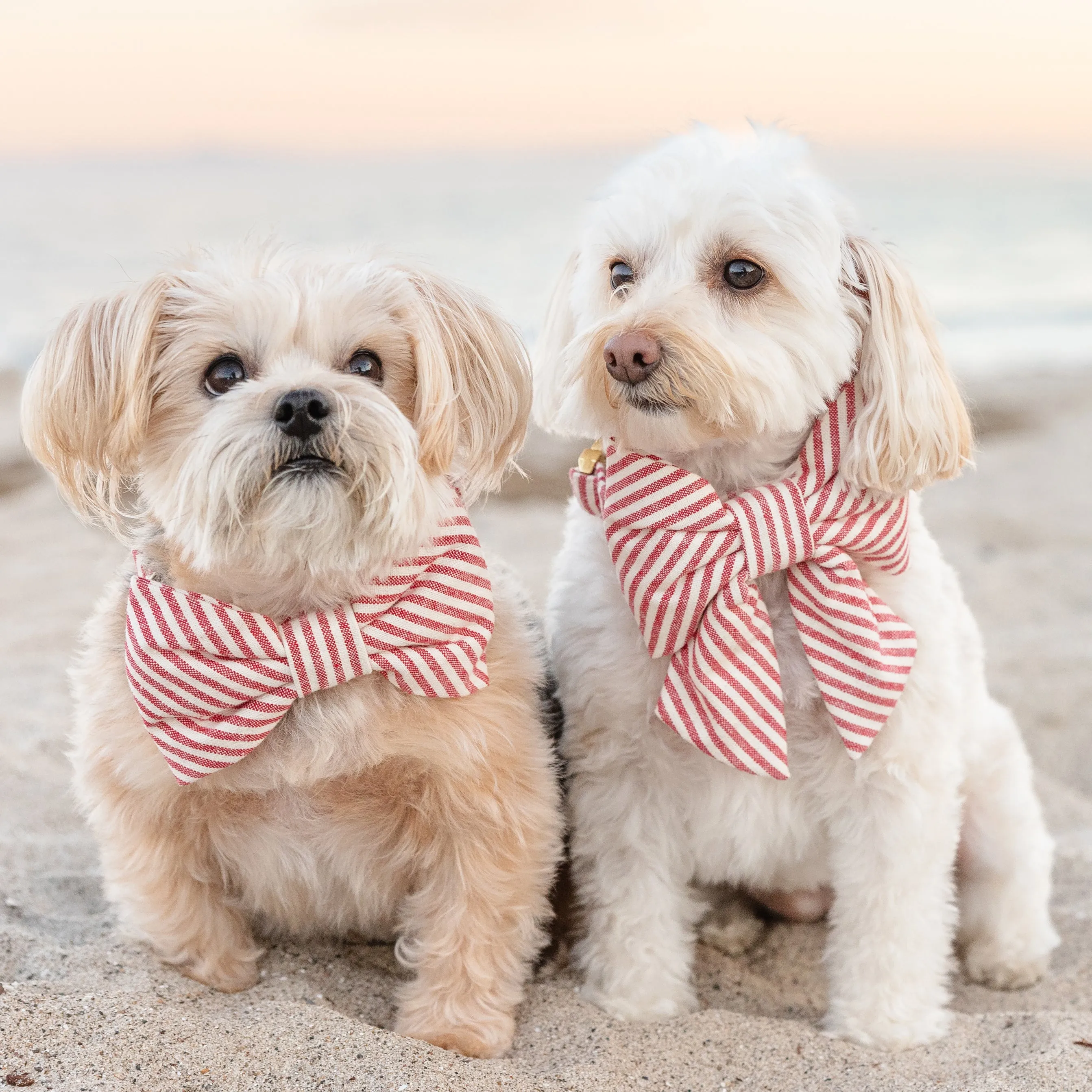 Red Stripe Dog Bow Tie